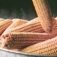 Corn: From Farm to Table by SchoolMedia, Inc.